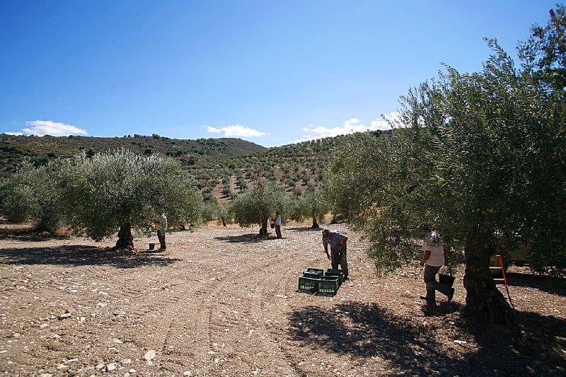 Cogiendo aceitunas