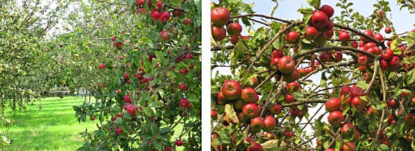 Historia de las manzanas