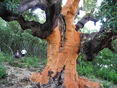 Alcornoque o zufreiro, Carucedo