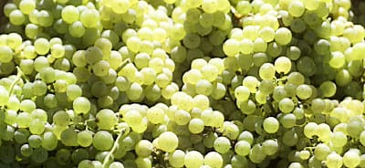 Uvas elaborar Orujo de Galicia