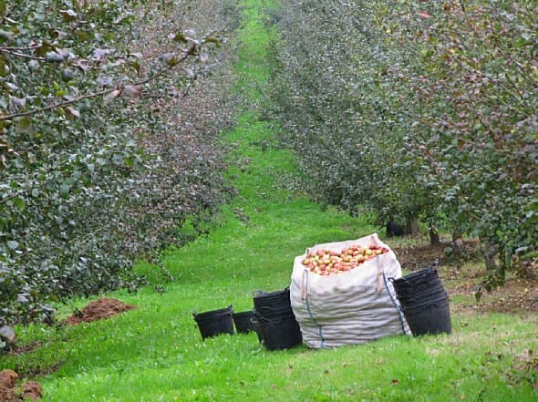 Cultivo de manzanos asturianos